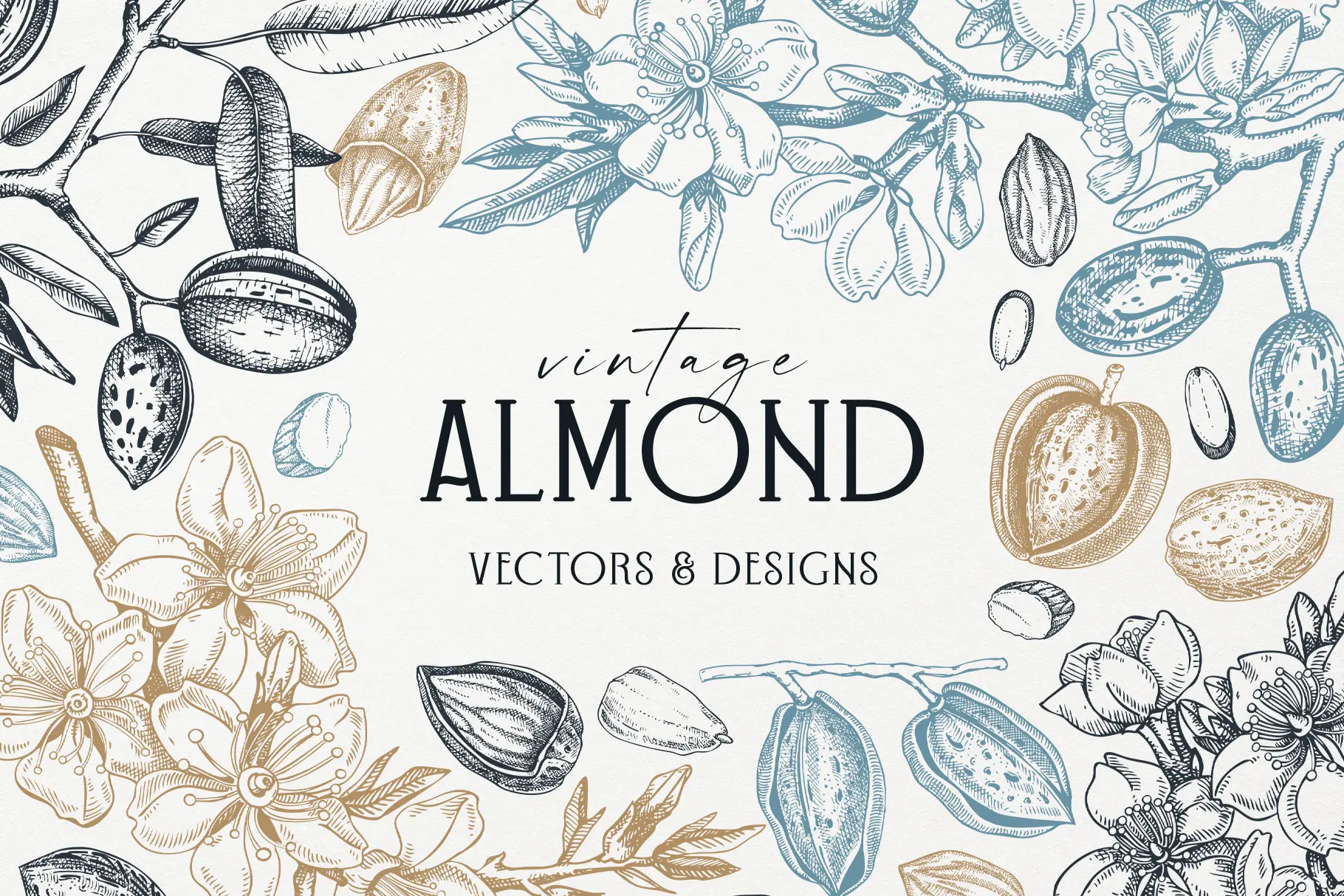 Vintage Almond Nut Vectors And Floral Designs Illustration